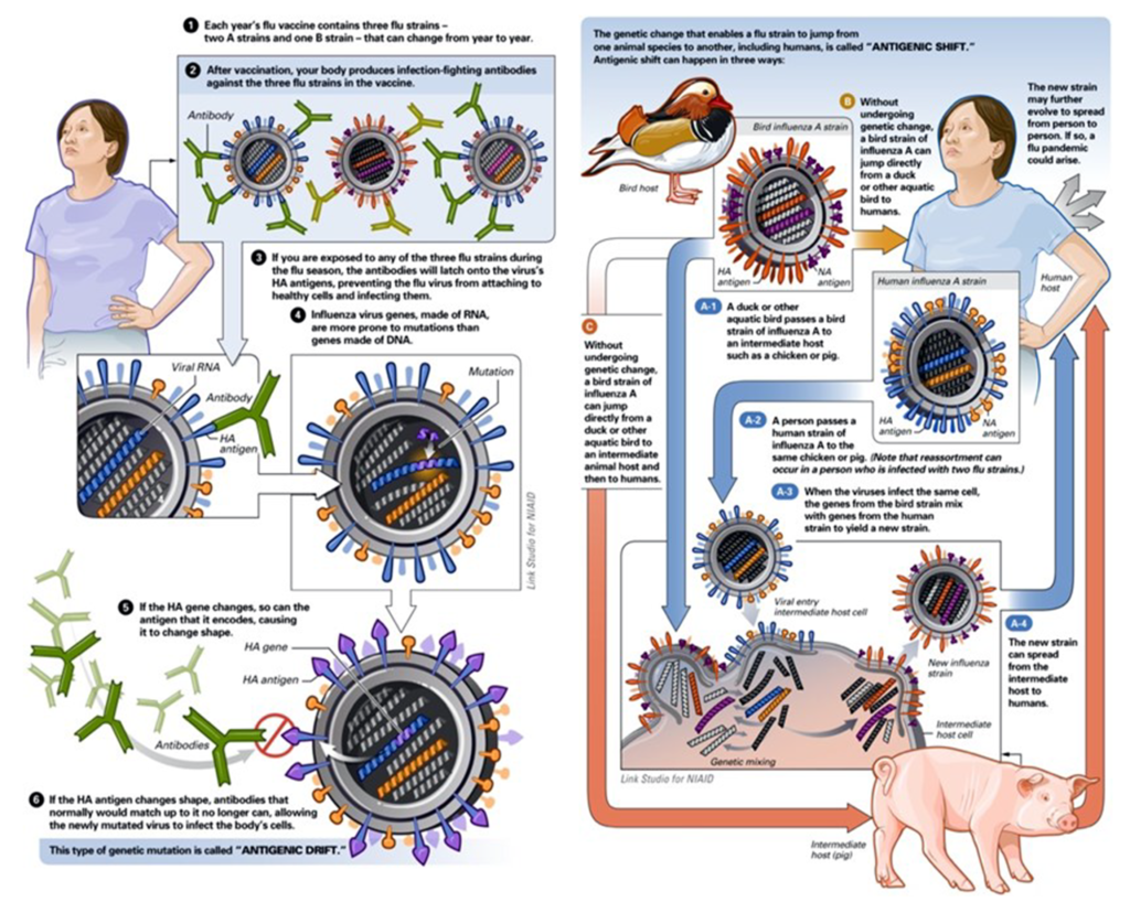 AVIAN INFLUENZA:DO WE NEED TO WORRY ABOUT THE LATEST BIRD FLU OUTBREAKS ...