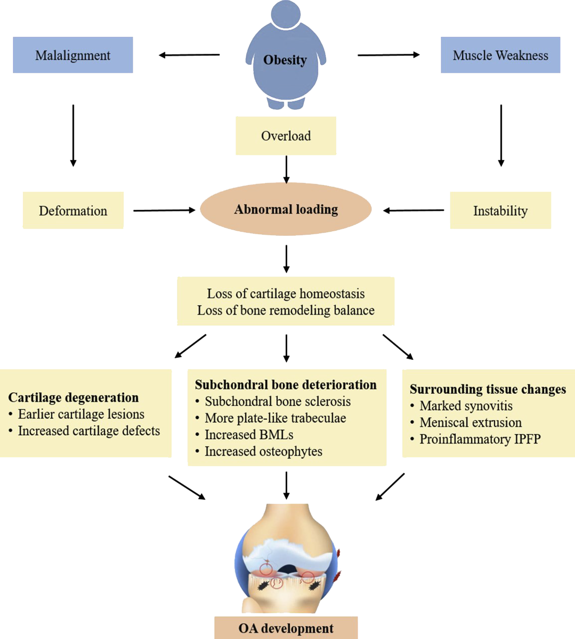 BIOMECHANICAL AND MUSCULOSKELETAL CHANGES IN OBESE INDIVIDUALS INA