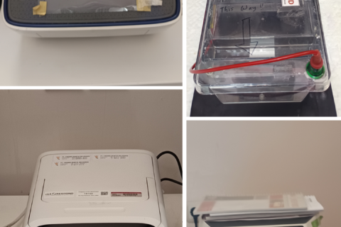 PCR & Electrophoresis