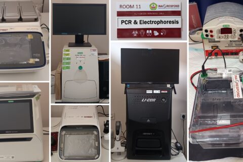 PCR & Electrophoresis